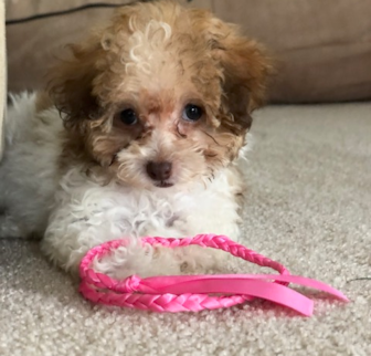 Luna Poodle puppy Luna Poodle puppy