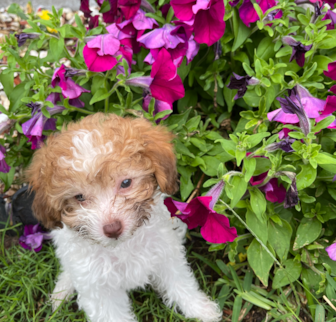 Mocha Poodle puppy Mocha Poodle puppy