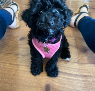 Raven (formerly Mindy) Poodle puppy Raven (formerly Mindy) Poodle puppy