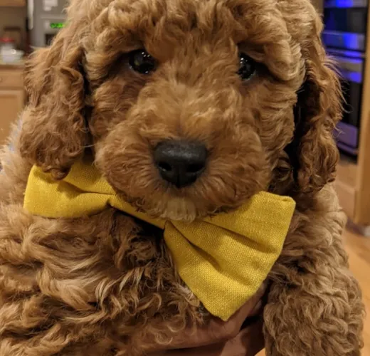 Simba
