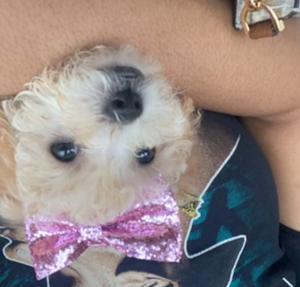 Stormie Poodle puppy Stormie Poodle puppy