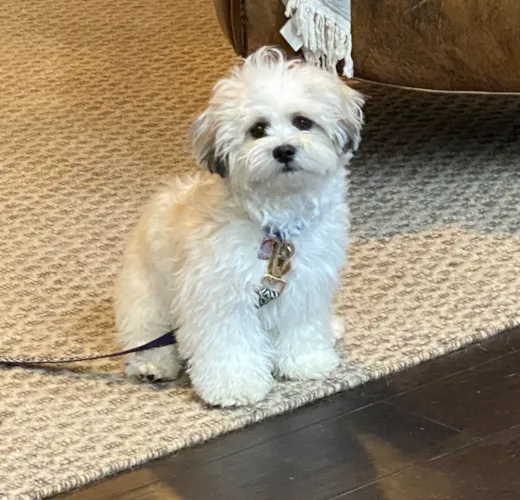 Kevin (adopted as Milo)