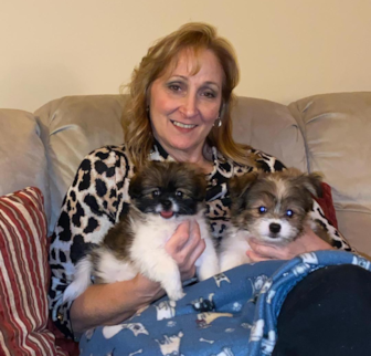 Lena Bella Bubbles and Louie Beau Rudy Shih Pom puppy Lena Bella Bubbles and Louie Beau Rudy Shih Pom puppy