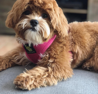 CaliBear Shih Poo puppy CaliBear Shih Poo puppy