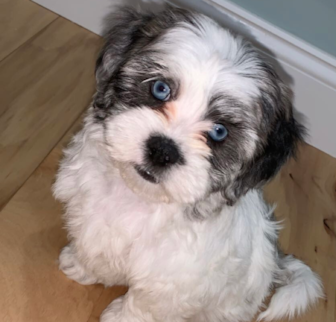 Chloe (Orginally Adele) Shih Poo puppy Chloe (Orginally Adele) Shih Poo puppy