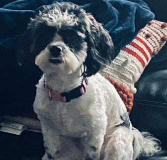 Clara aka Aspyn Shih Poo puppy Clara aka Aspyn Shih Poo puppy