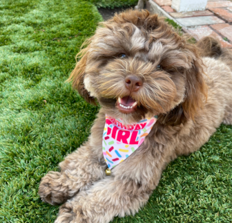 Daisy Shih Poo puppy Daisy Shih Poo puppy