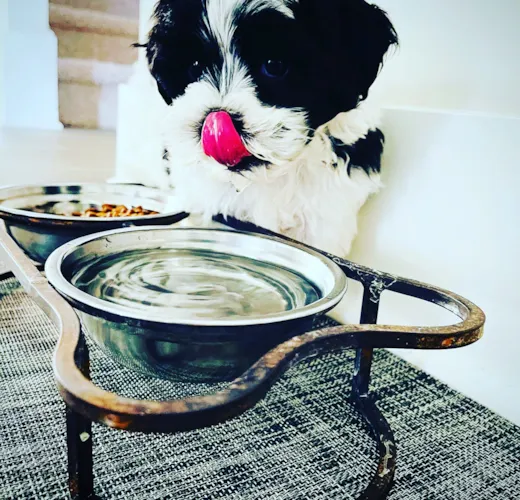 Poppy Luna formerly known as Oreo