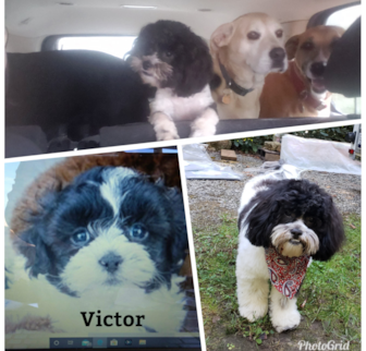 Victor Shih Poo puppy Victor Shih Poo puppy
