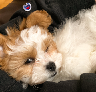 Oakley Shih Tzu puppy Oakley Shih Tzu puppy