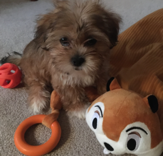Teddy Shorkie puppy Teddy Shorkie puppy