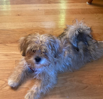 Teddy Shorkie puppy Teddy Shorkie puppy
