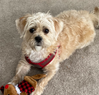 Teddy Shorkie puppy Teddy Shorkie puppy
