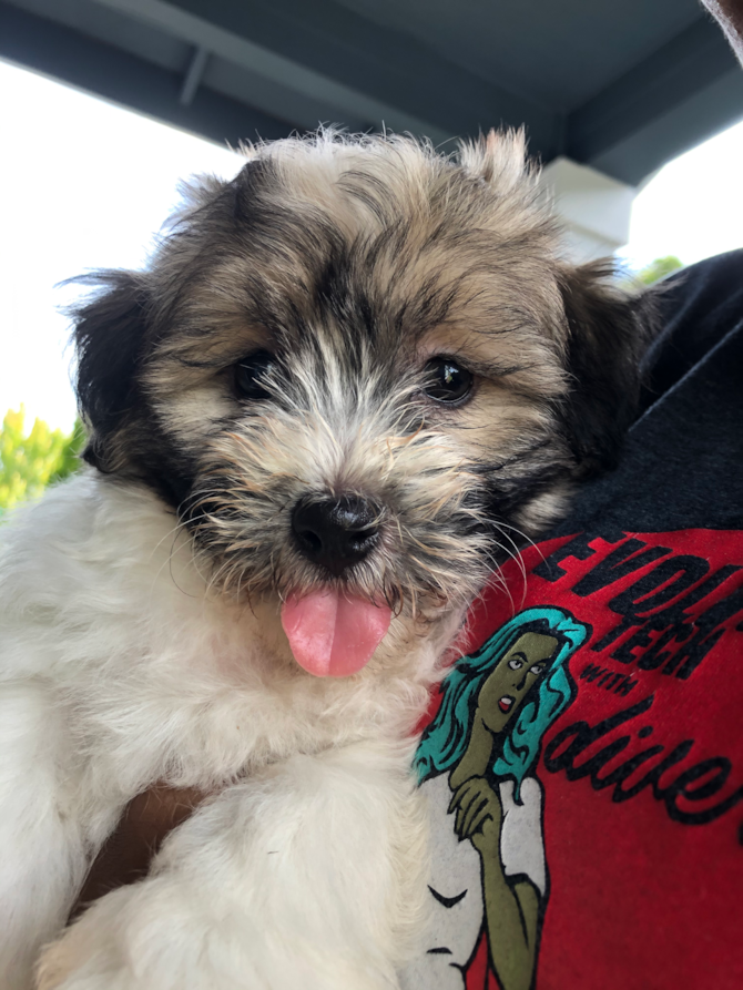 Archie (formerly Adam)