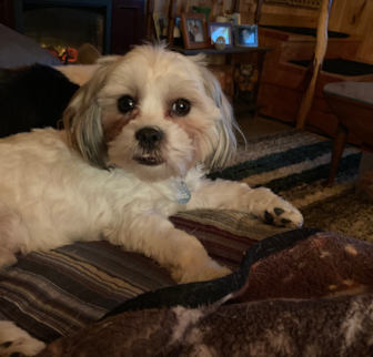 Archie (formerly Reynolds) Teddy Bear puppy Archie (formerly Reynolds) Teddy Bear puppy
