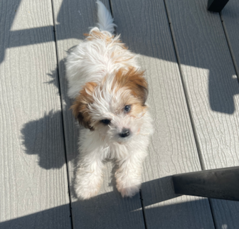 Auckland (formally Karissa) Aussiechon puppy Auckland (formally Karissa) Aussiechon puppy