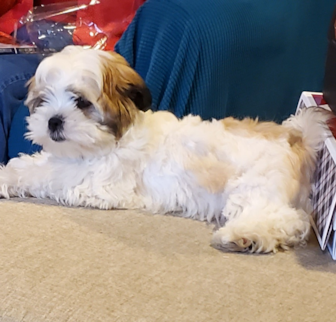Baxter (formally obrien) Teddy Bear puppy Baxter (formally obrien) Teddy Bear puppy