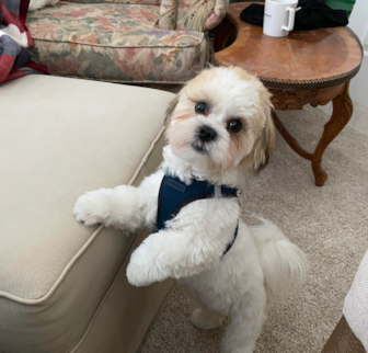Charlie Teddy Bear puppy Charlie Teddy Bear puppy
