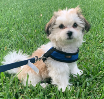 Charlie Duke Teddy Bear puppy Charlie Duke Teddy Bear puppy