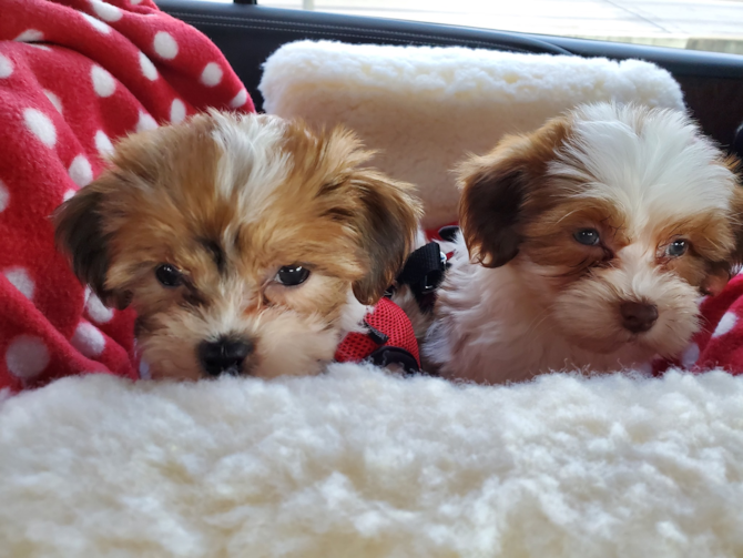 Harley (Tonya) and Lucy (Tiffany)