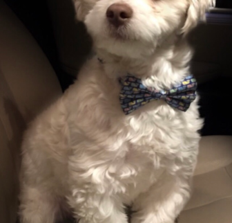 Hewy Teddy Bear puppy Hewy Teddy Bear puppy