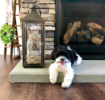 Jilly Bean Teddy Bear puppy Jilly Bean Teddy Bear puppy