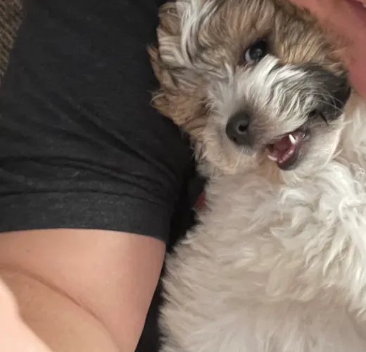 Loki ( formerly sosa)