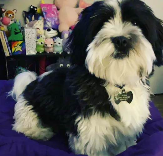 Yoshi (formally Decker)