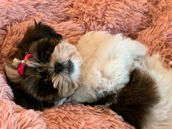 Zsa Zsa