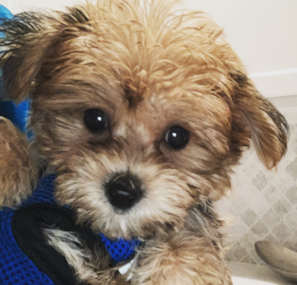 Jackson Yorkie Chon puppy Jackson Yorkie Chon puppy