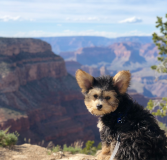 Noah Yorkie Chon puppy Noah Yorkie Chon puppy