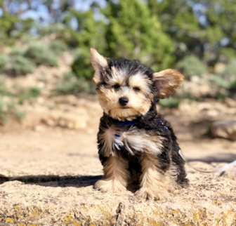Noah Yorkie Chon puppy Noah Yorkie Chon puppy