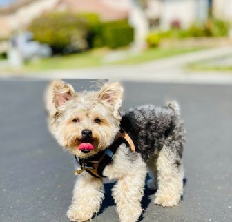 Noah Yorkie Chon puppy Noah Yorkie Chon puppy