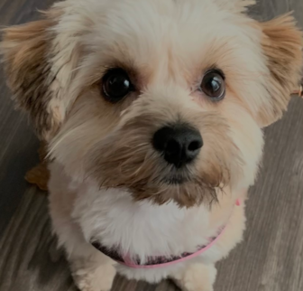 MELODI Yorkie Chon puppy MELODI Yorkie Chon puppy