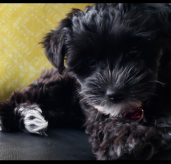 GRACE Yorkie Poo puppy GRACE Yorkie Poo puppy
