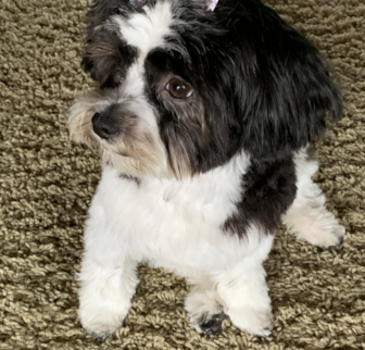 DELILAH Yorkie Poo puppy DELILAH Yorkie Poo puppy