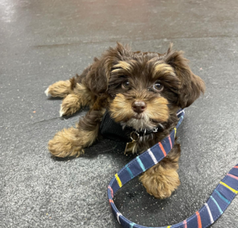 DIEGO Yorkie Poo puppy DIEGO Yorkie Poo puppy