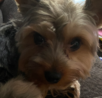 Bear Yorkshire Terrier puppy Bear Yorkshire Terrier puppy