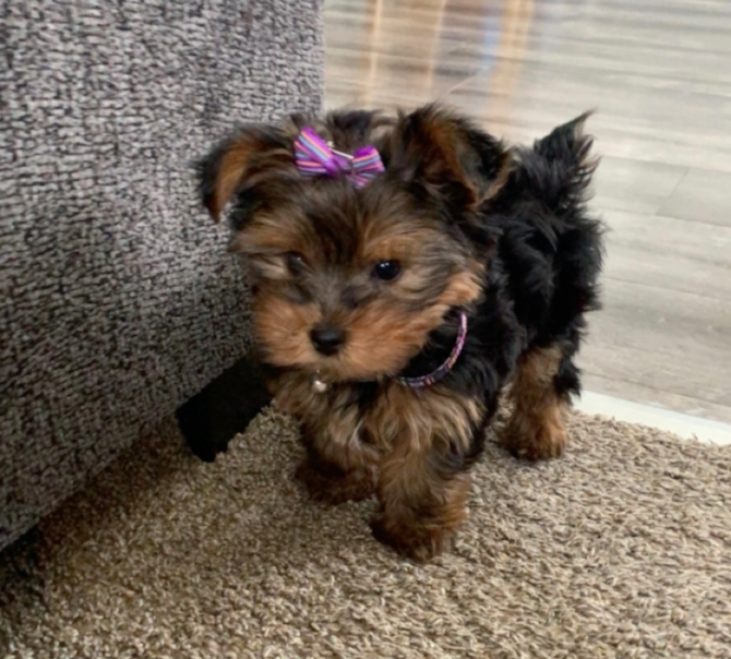 “Bella” Chanel