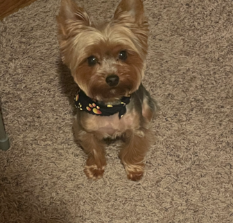 Chaise Yorkshire Terrier puppy Chaise Yorkshire Terrier puppy