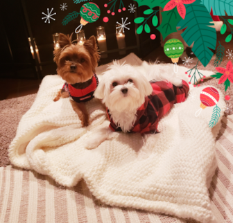 Lorenzo & Gio Yorkshire Terrier puppy Lorenzo & Gio Yorkshire Terrier puppy