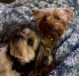 Maisy (formerly known as Avery) Yorkshire Terrier puppy Maisy (formerly known as Avery) Yorkshire Terrier puppy