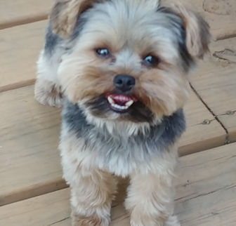 Max Chewbacca Yorkshire Terrier puppy Max Chewbacca Yorkshire Terrier puppy