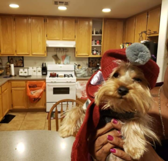 MISTER Yorkshire Terrier puppy MISTER Yorkshire Terrier puppy