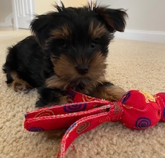 Monkey (Izzie) Yorkshire Terrier puppy Monkey (Izzie) Yorkshire Terrier puppy