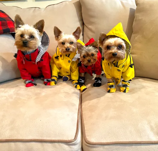 Nugget, Scrappy and Woogie