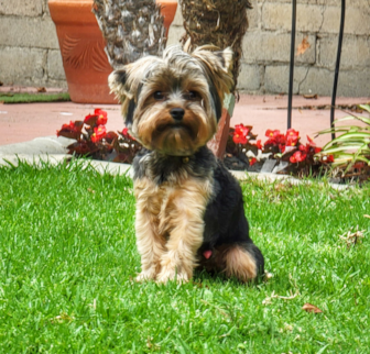 Rocky Yorkshire Terrier puppy Rocky Yorkshire Terrier puppy