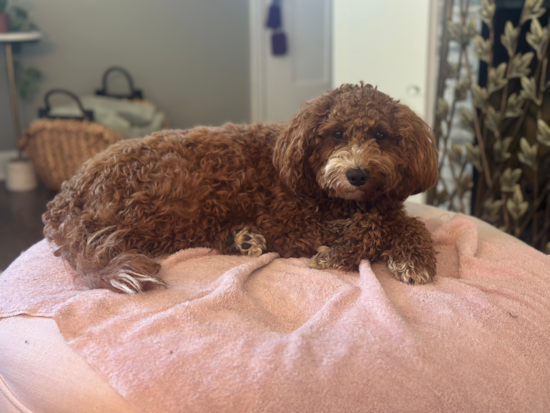 Mini Irish Doodle