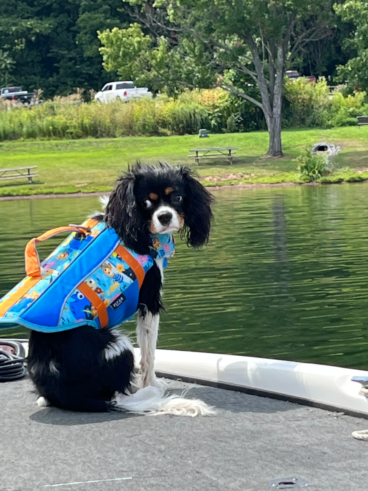 Small Cavalier King Charles Spaniel Purebred Pup