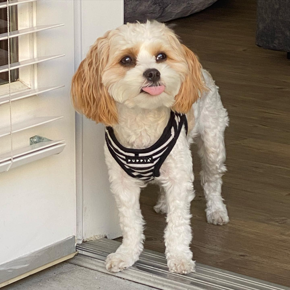 Happy Cavachon Pup in Los Angeles CA